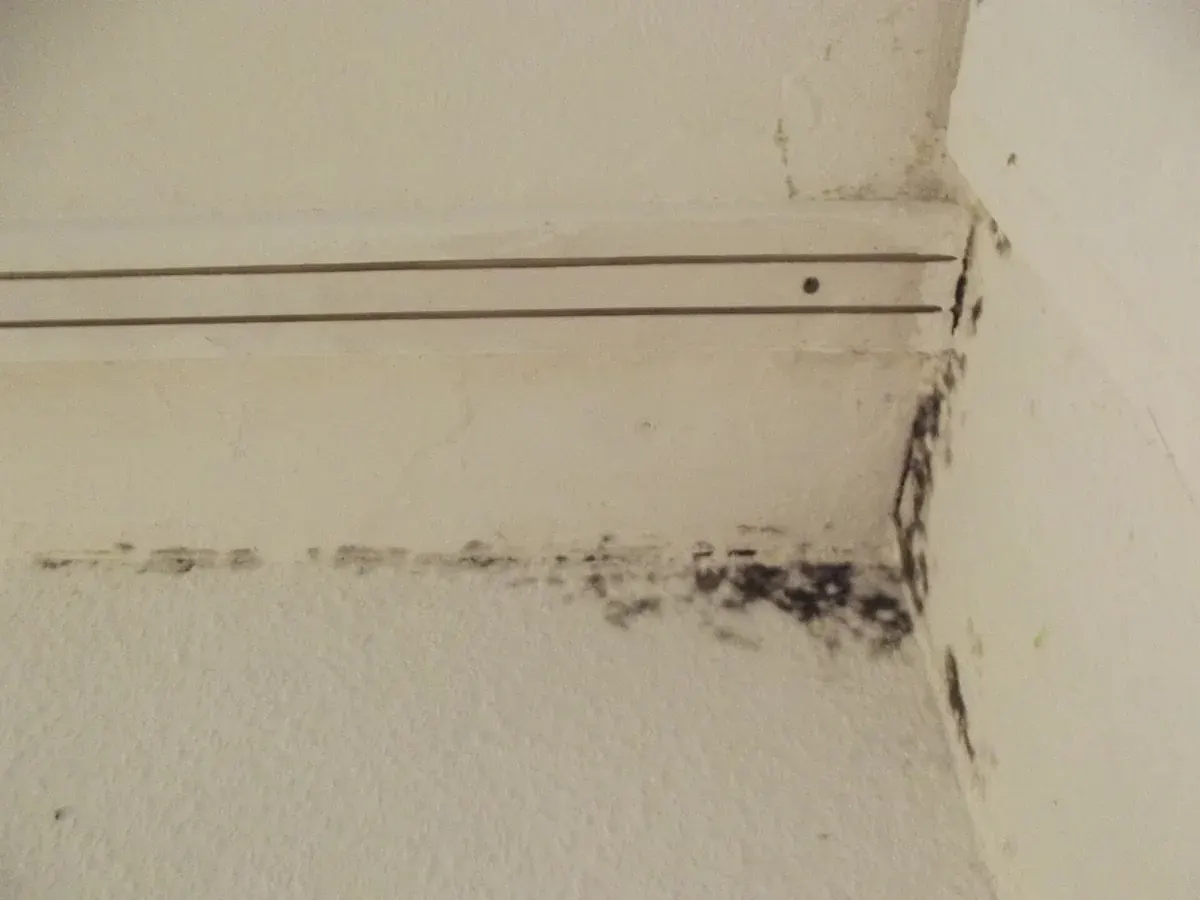 Typisches Schadensbild: dunkler Schimmelbefall in einer Raumecke an der Außenwand