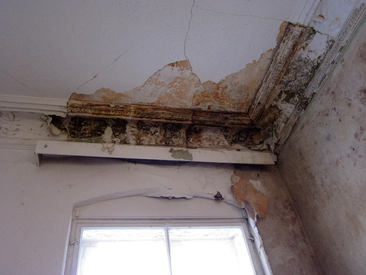 Typisches Schadensbild: Schimmel und Wasserflecken an Decke und Stuckleiste